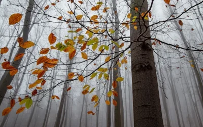 The Importance of the Therapeutic Relationship